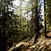 Erst im Wald hatte ich die letzten Schneefelder hinter mir gelasen.  Eine schöne, schnelle Nachmittagstour!