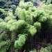 Bambuswald.