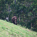 Ein wilder Elefant bei der Fahrt zur Top Station
