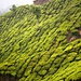 Smaragdgrüne Teeplantagen überall.