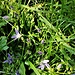Campanula patula L.<br />Campanulaceae<br /><br />Campanula bienne<br />Campanule étalée<br />Wiesen-Glockenblume, Ausgebreitete Glockenblume