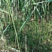 Phragmites australis (Cav.) Steud.<br />Poaceae<br /><br />Cannuccia di palude<br />Roseau commun<br />Schilfrohr, Schilf