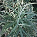 Salix elaeagnos Scop.<br />Salicaceae<br /><br />Salice argenteo, Salice ripaiolo<br />Saule drapé<br />Lavendel-Weide<br />