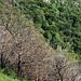 Sul costone fra Val Buragona e Val Gallina c'è una grande striscia di alberi bruciati.