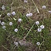 Globularia cordifolia L.<br />Plantaginaceae<br /><br />Vedovelle celesti<br />Globulaire à feuilles en coeur<br />Herzblättrige Kugelblume