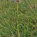 Phyteuma scheuchzeri All.<br />Campanulaceae<br /><br />Raponzolo di Scheuchzer<br />Raiponce de Scheuchzer<br />Scheuchzers Rapunzel