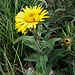 Hinula hirta L.<br />Asteraceae<br /><br />Inula scabra<br />Inule hérissée<br />Rauer Alant