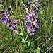 Salvia pratensis L.<br />Lamiaceae<br /><br />Salvia comune<br />Sauge des prés<br />Wiesen-Salbei