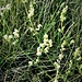 Galium album Mill.<br />Rubiaceae<br /><br />Caglio bianco<br />Gaillet blanc<br />Weisses Wiesen-Labkraut