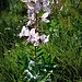 Dictamnus albus L.<br />Rutaceae<br /><br />Dittamo, Frassinella<br />Fraxinelle, Dictame blanc<br />Weisser Diptam