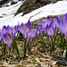vor Fulematti treten erneut die Krokusse auf ...