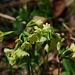 Schlüsselblume 