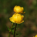 Trollblumen