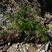 Arrangement in der Mure