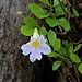 Blüte des Baumes Tabebuia rosea.