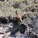Flüchtendes Steinbockweibchen (Capra ibex) bei der Halbinsel Bunair.