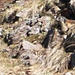 Marmotta (a dx.)