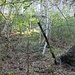 Steinbruch mit schwarzgrauem Tonstein und Kohleflöz