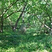 Hrad Šebín, Burgplateau