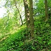 Hrad Šebín, Wallgraben, Südwestseite