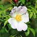 Heckenrosenblüte