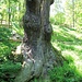 Oldřichův dub, 800-1000-jährige Eiche, Stammumfang derzeit 7,90 m