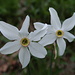 Narcissus poeticus (Weisse Narzisse).	