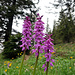 drei auf einen Streich, Alpenorchideen auf dem Weg zum Fähnerenspitz