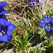 Wiese mit stängellosem Enzian (Gentiana acaulis) oberhalb der Alp