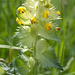 Kurz nach der Abzweigung eine Heuwiese. Zottiger Klappertopf (Rhinanthus alectorolophus)