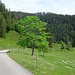 Der Alb entlang wandere ich zum Feldbergpass hinauf.