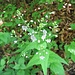 Nessel-Ehrenpreis (Veronica urticifolia)