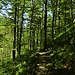 Der ruhige Weg lädt zum Genießen des Waldes ein.