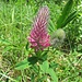 Inkarnat-Klee (Trifolium incarnatum)