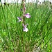 Sumpf-Knabenkraut (Orchis palustris)