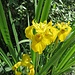 Gelbe Schwertlilie (Iris pseudacorus)