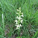 Weisses Breitkölbchen (Platanthera bifolia)