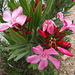 Blüte am Wegesrand
