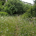 der Weg wird immer mehr durch die Vegetation überwachsen
