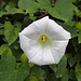 weiße Blüte