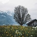 Fotomotiv Flammenegg mit jeder Menge Blüümli