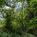 Wirrwar am Feldrand.