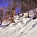 Elvio nel bosco rado.