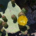 nochmals eine Kaktusblüte