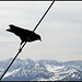 der Vogel auf dem Drahtseil