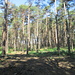 Nei boschi di pino dopo Tradate erano in corso lavori di pulizia del sottobosco.
