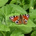 This nice butterfly is called Tagpfauenauge in German (<i>Aglais io</i>).