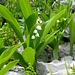 Lily of the valley (<i>Convallaria majalis</i>).<br />German: Maiglöckchen
