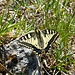 At the summit of Wändlispitz I spotted this big butterfly. It is called Schwalbenschwanz in German (<i>Papilio machaon</i>).