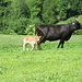 dann sehen wir....big Mama mit Nachwuchs